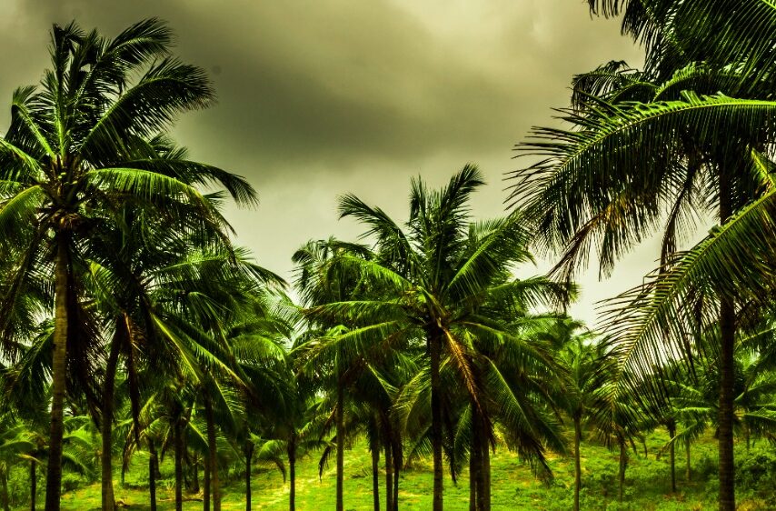 WhatsApp Image 2023-01-19 at 08.50.42